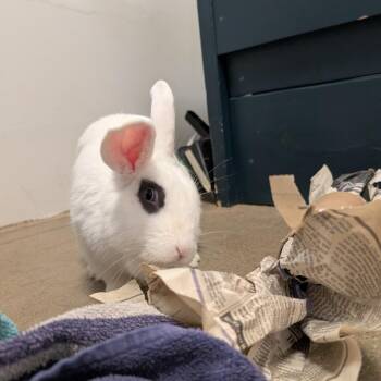 Hotot and Mini Lop Rabbits Available for Adoption in York, Pennsylvania - Strawberry Bon Bon | PetCurious