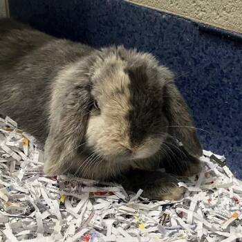 Mochi -  Holland Lop Rabbit for Adoption in Dekalb, Illinois - Mochi | PetCurious