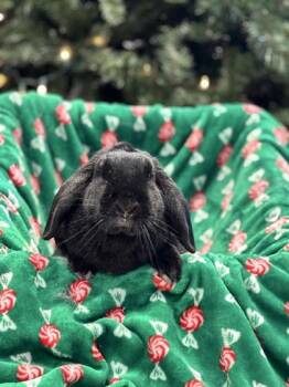 Bunny Rabbit Rabbits Available for Adoption in Lafayette, Indiana - Naomi | PetCurious