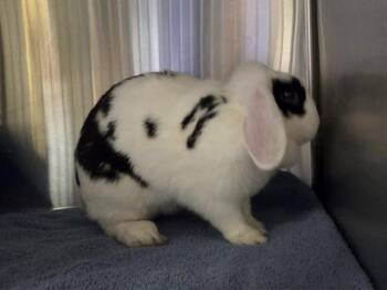 Bunny Rabbit Rabbits Available for Adoption in Martinez, California - A1046499 | PetCurious