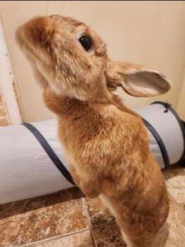 Peanut (& Luci) -  Lop Eared and Bunny Rabbit Rabbit for Adoption in Fairfax, Virginia - Peanut (& Luci) | PetCurious