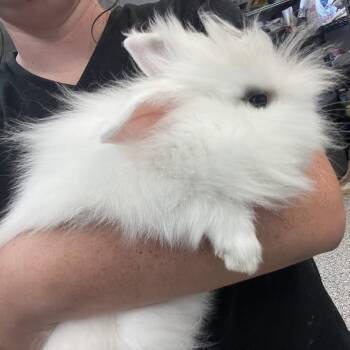 Bun 182 -  Bunny Rabbit Rabbit for Adoption in Port Charlotte, Florida - Bun 182 | PetCurious