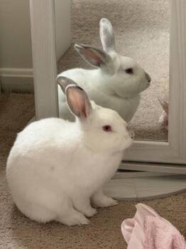 Californian and Bunny Rabbit Rabbits Available for Adoption in Fairfax, Virginia - Evangelo | PetCurious