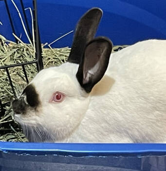 Rescue Californian Rabbits for Adoption in Kalamazoo, Michigan - Bean | PetCurious