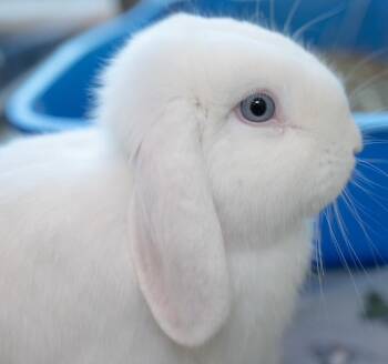 FETA -  Holland Lop Rabbit for Adoption in Boston, Massachusetts - FETA | PetCurious