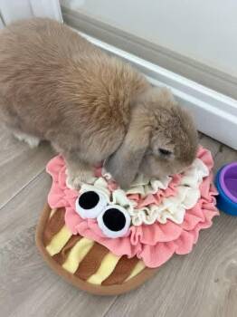 Droplet -  Holland Lop Rabbit for Adoption in Saint Charles, Missouri - Droplet | PetCurious