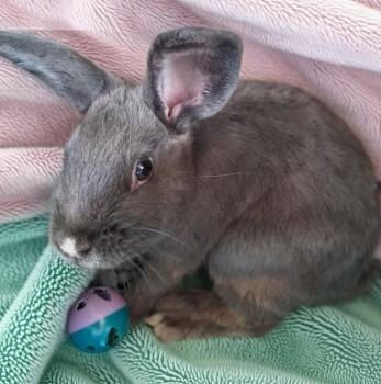 Jersey -  Bunny Rabbit Rabbit for Adoption in Dallas, Pennsylvania - Jersey | PetCurious