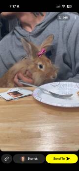 Penelope -  Lionhead Rabbit for Adoption in Gig Harbor, Washington - Penelope | PetCurious