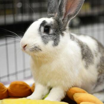Pekkle -  Bunny Rabbit Rabbit for Adoption in Richmond, California - Pekkle | PetCurious