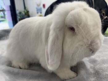 Casper -  Mini Lop Rabbit for Adoption in Westford, Massachusetts - Casper | PetCurious