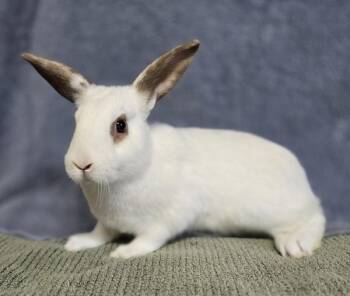 Katrina -  Rex Rabbit for Adoption in Salinas, California - Katrina | PetCurious