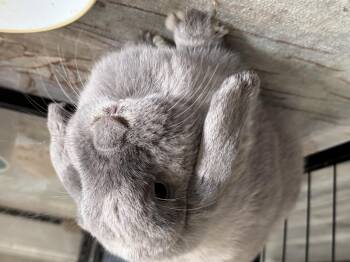 Daphne -  Mini Lop Rabbit for Adoption in Waynesboro, Virginia - Daphne | PetCurious
