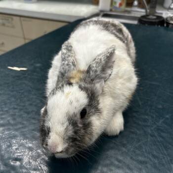 Marilyn Bunroe -  Harlequin Rabbit for Adoption in Westminster, California - Marilyn Bunroe | PetCurious