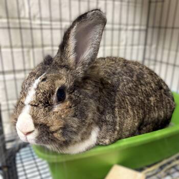 Benny- 53410 -  Lionhead Rabbit for Adoption in Columbia, Maryland - Benny- 53410 | PetCurious