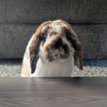 Lop Eared Rabbits Available for Adoption - Teeth Richards | PetCurious
