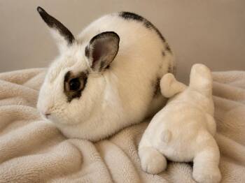 Lionhead and Bunny Rabbit Rabbits Available for Adoption in Marshfield, Wisconsin - Willa | PetCurious