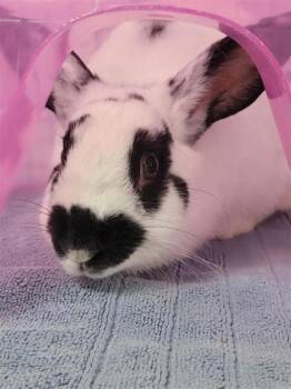Plinko -  American Rabbit for Adoption in Largo, Florida - Plinko | PetCurious