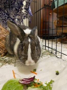 Rescue Dutch Rabbits for Adoption in Santa Cruz, California - Bree | PetCurious