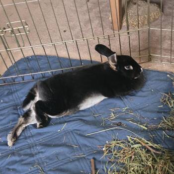 Mini Rex Rabbits Available for Adoption in Baltimore, Maryland - Midnight | PetCurious