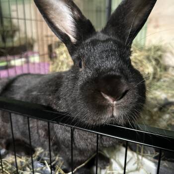 Pierre -  Chinchilla Rabbit for Adoption - Pierre | PetCurious