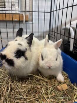 Rescue Hotot and Netherland Dwarf Rabbits for Adoption in Navarre, Florida - Po And Master Shifu | PetCurious