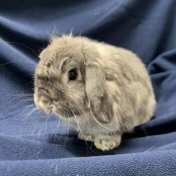 Biles (& Hazel) -  Holland Lop and Mixed Breed Rabbit for Adoption in Oak Park, Illinois - Biles (& Hazel) | PetCurious