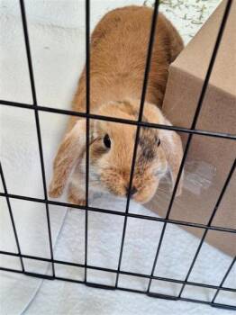 Bebe Neja -  Bunny Rabbit Rabbit for Adoption in Montreal, Quebec - Bebe Neja | PetCurious
