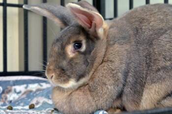 Rabbit -  Bunny Rabbit Rabbit for Adoption in Sanford, Florida - Rabbit | PetCurious