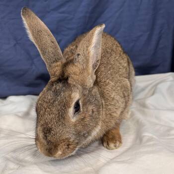 Bunny Rabbit Rabbits Available for Adoption in Puslinch, Ontario - Eureka | PetCurious