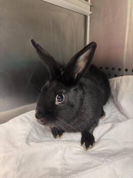 Chester -  American Rabbit for Adoption in Morgantown, Kentucky - Chester | PetCurious