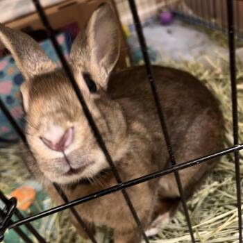 Rescue Mini Rex and American Rabbits for Adoption in Huntsville, Alabama - Leorio | PetCurious