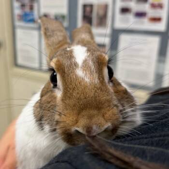 Patches -  Bunny Rabbit Rabbit for Adoption in Murray, Utah - Patches | PetCurious