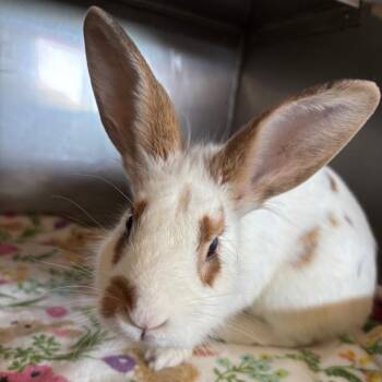 Liberty -  English Spot Rabbit for Adoption in Richmond, California - Liberty | PetCurious