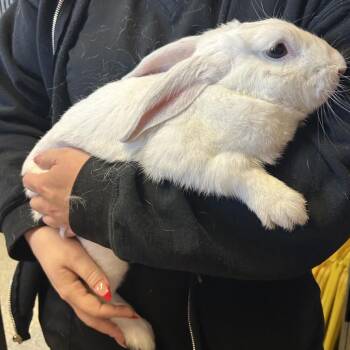 IVHS-Stray-143865 -  American Rabbit for Adoption in San Gabriel, California - IVHS-Stray-143865 | PetCurious