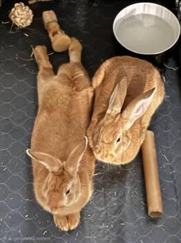 Grits and Okra -  New Zealand Rabbit for Adoption in Saint Charles, Missouri - Grits And Okra | PetCurious