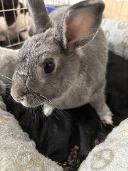 Rescue Bunny Rabbit Rabbits for Adoption in Wekiwa Springs, Florida - Floppy | PetCurious