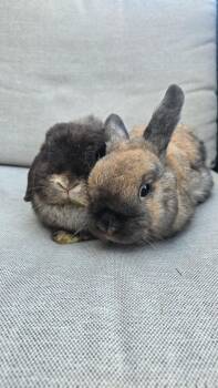 Jazzy & Coco -  Holland Lop and Dwarf Rabbit for Adoption in Los Angeles, California - Jazzy & Coco | PetCurious