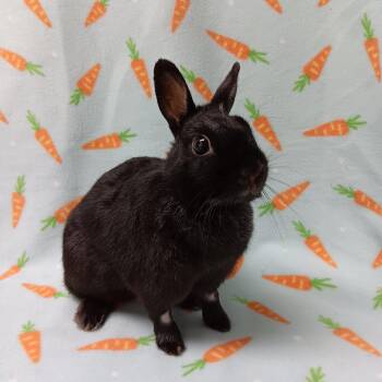 Scarlett -  Netherland Dwarf Rabbit for Adoption in Harrisburg, Pennsylvania - Scarlett | PetCurious