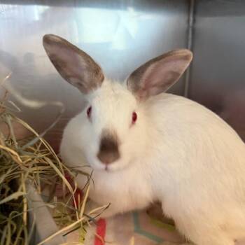 Yuzu -  Lionhead Rabbit for Adoption in Richmond, California - Yuzu | PetCurious