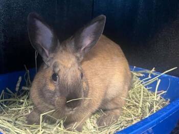 HAZEL -  Netherland Dwarf Rabbit for Adoption in Tustin, California - HAZEL | PetCurious