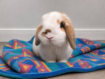 Holland Lop Rabbits Available for Adoption in Marshfield, Wisconsin - Peter | PetCurious