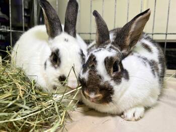 Rescue Bunny Rabbit Rabbits for Adoption in Pflugerville, Texas - Smokey / Pop Tart | PetCurious