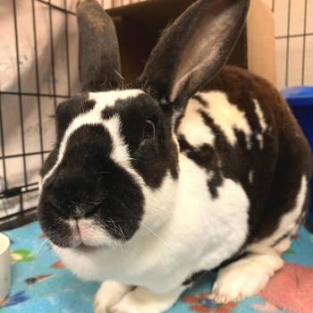 Tessi -  Rex Rabbit for Adoption in Oshkosh, Wisconsin - Tessi | PetCurious