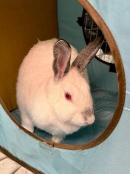 Snowball -  Californian Rabbit for Adoption in Pflugerville, Texas - Snowball | PetCurious