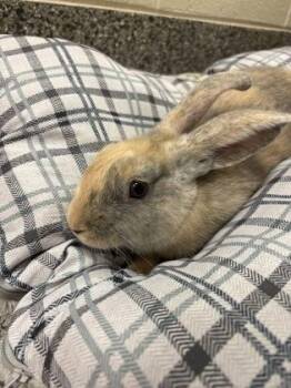 Harvey -  Bunny Rabbit Rabbit for Adoption in Westland, Michigan - Harvey | PetCurious