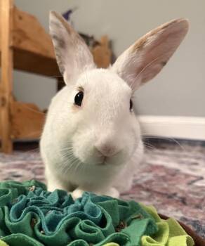 Alex -  Dwarf Rabbit for Adoption in Westford, Massachusetts - Alex | PetCurious