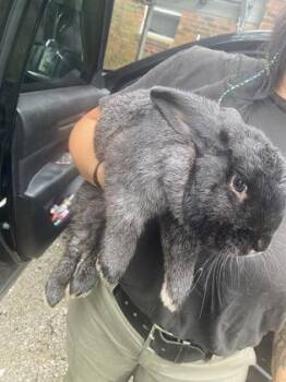 Maui -  Flemish Giant Rabbit for Adoption in Cincinnati, Ohio - Maui | PetCurious