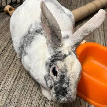 Harlequin and Mini Rex Rabbits Available for Adoption in Gansevoort, New York - Twizzler | PetCurious