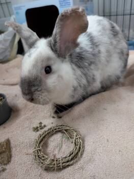 Bunny Rabbit Rabbits Available for Adoption - Yoshi  | PetCurious