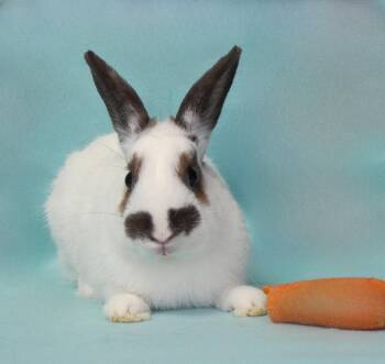 American Rabbits Available for Adoption in Pasadena, California - CHEWY | PetCurious